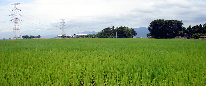 新潟の米作り